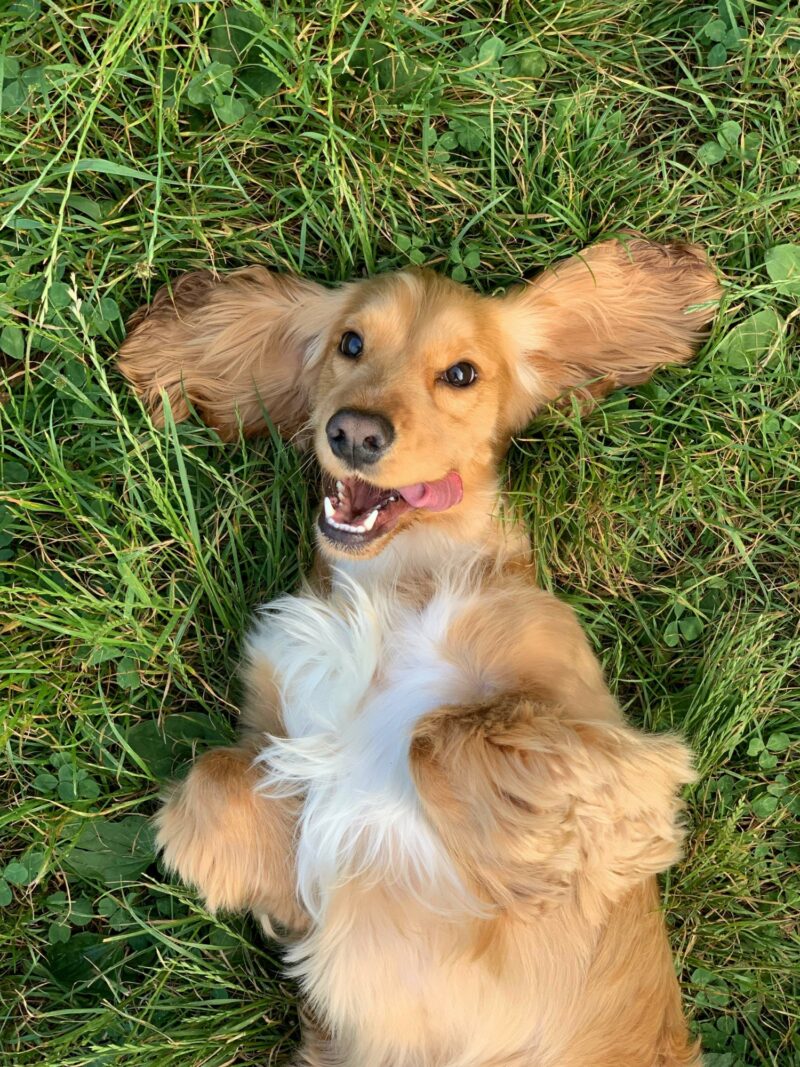 Data HQ dog