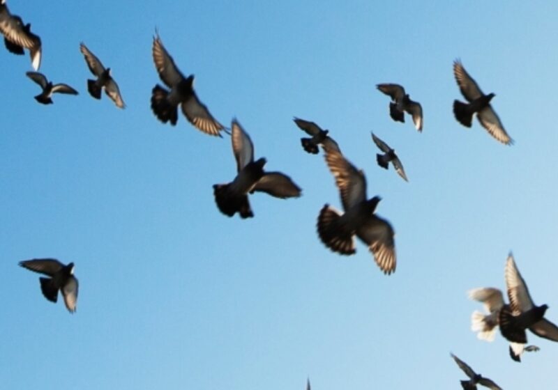 Freedom Birds